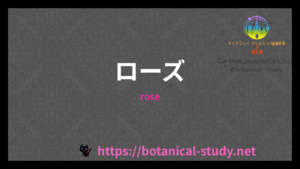 ローズの香りの性質辞典のアイキャッチ