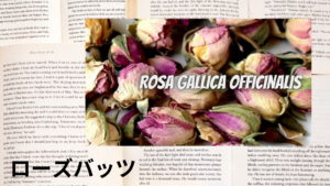ローズバッツの植物素材辞典のアイキャッチ