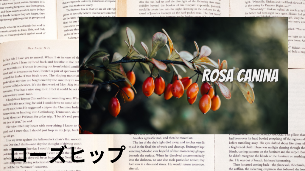 ローズヒップの植物素材辞典のアイキャッチ