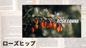 ローズヒップの植物素材辞典のアイキャッチ