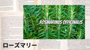 ローズマリーの植物素材辞典のアイキャッチ