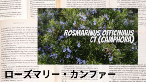 ローズマリー・カンファーの植物素材辞典のアイキャッチ