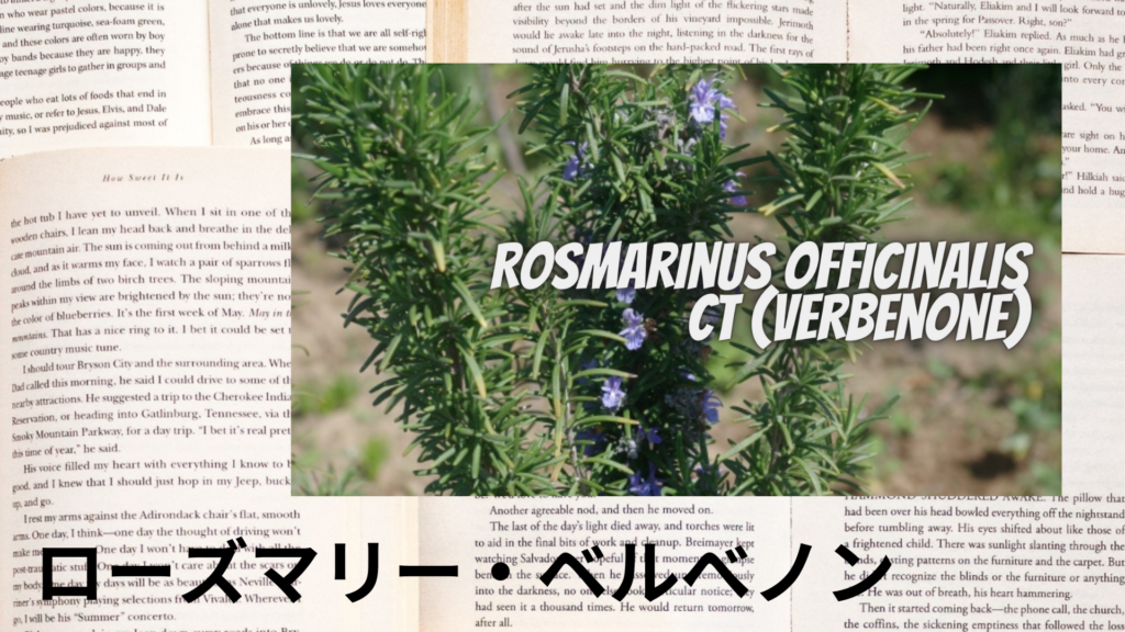 ローズマリー・ベルベノンの植物素材辞典のアイキャッチ