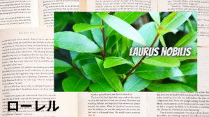 ローレルの植物素材辞典のアイキャッチ