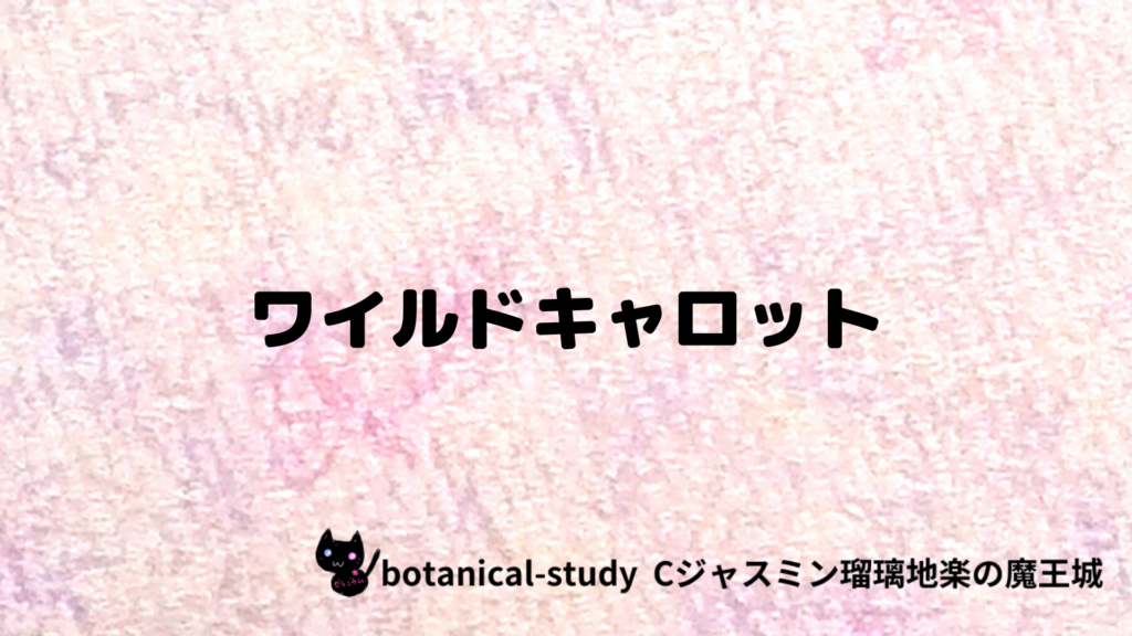 ワイルドキャロットのプチ辞典クイズのアイキャッチ