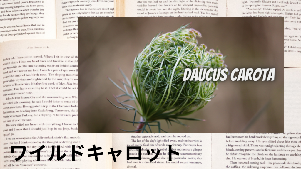 ワイルドキャロットの植物素材辞典のアイキャッチ