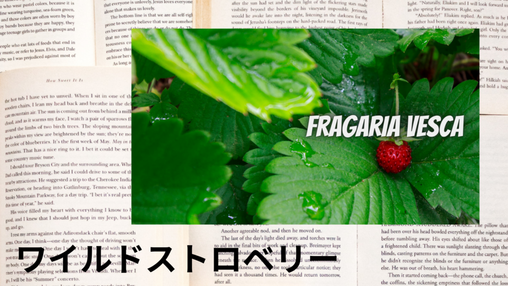 ワイルドストロベリーの植物素材辞典のアイキャッチ