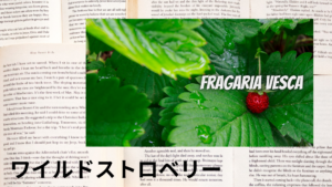 ワイルドストロベリーの植物素材辞典のアイキャッチ