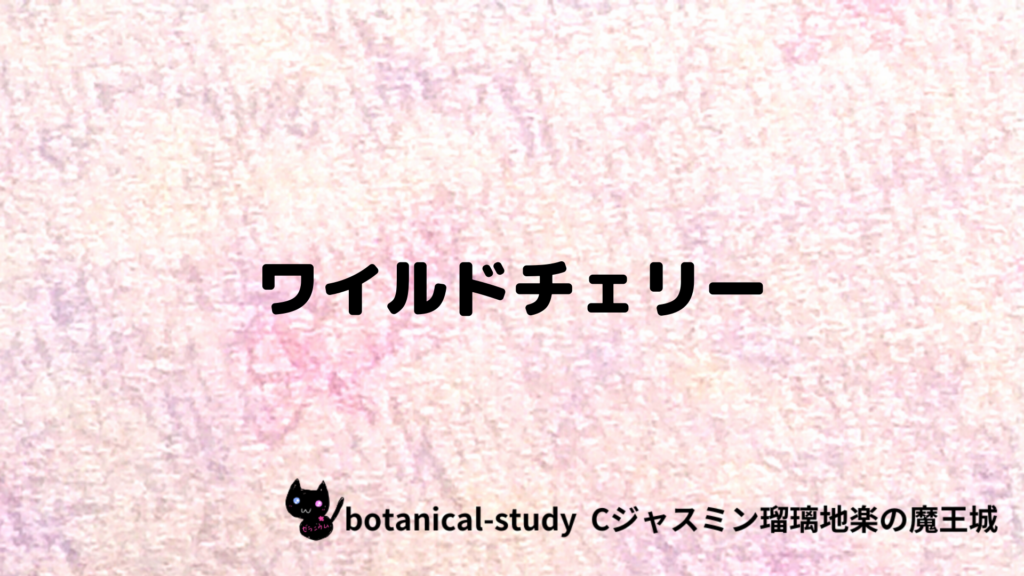 ワイルドチェリーのプチ辞典クイズのアイキャッチ