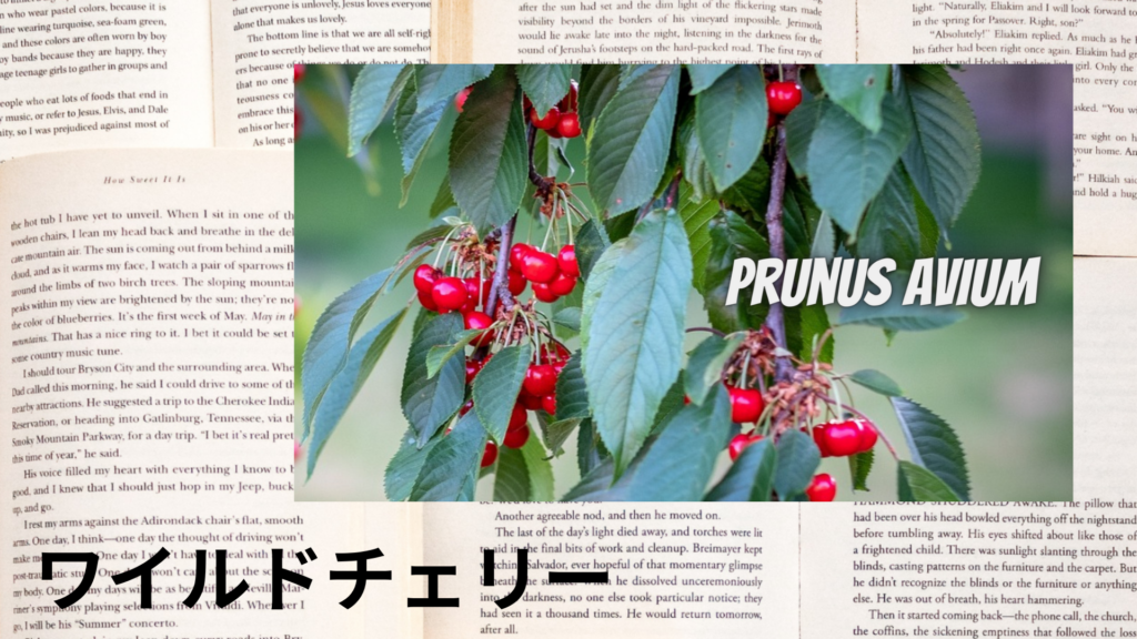 ワイルドチェリーの植物素材辞典のアイキャッチ