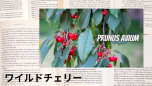 ワイルドチェリーの植物素材辞典のアイキャッチ
