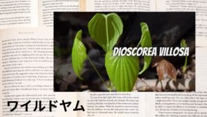 ワイルドヤムの植物素材辞典のアイキャッチ