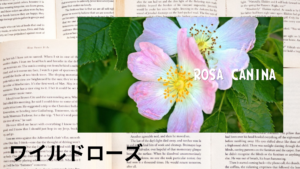 ワイルドローズの植物素材辞典のアイキャッチ