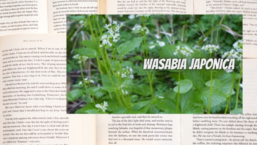 英語版ワサビの植物素材辞典のアイキャッチ