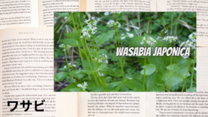 ワサビの植物素材辞典のアイキャッチ
