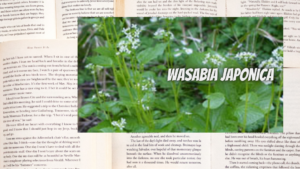 英語版ワサビの植物素材辞典のアイキャッチ
