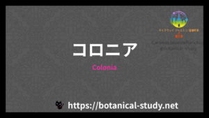 Coloniaの香水辞典のアイキャッチ　