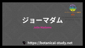 Jolie Madameの香水辞典のアイキャッチ