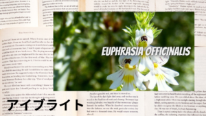 アイブライトの植物素材辞典のアイキャッチ