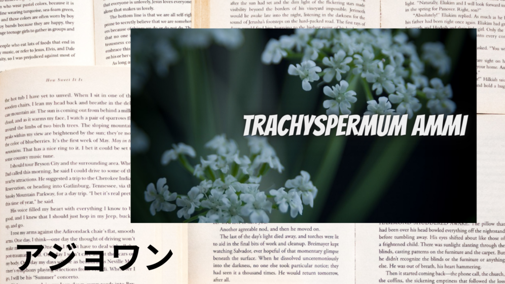 アジョワンの植物素材辞典のアイキャッチ