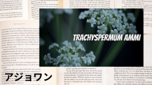 アジョワンの植物素材辞典のアイキャッチ