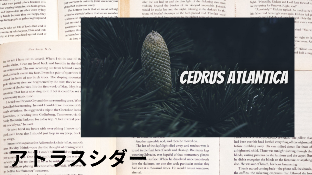 アトラスシダーの植物素材辞典のアイキャッチ