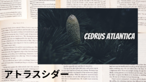 アトラスシダーの植物素材辞典のアイキャッチ