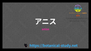 アニスの香りの性質辞典のアイキャッチ
