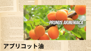 アプリコットの植物素材辞典のアイキャッチ