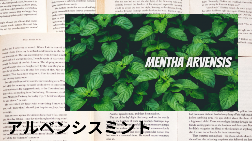 アルベンシスミントの植物素材辞典のアイキャッチ