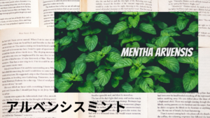 アルベンシスミントの植物素材辞典のアイキャッチ