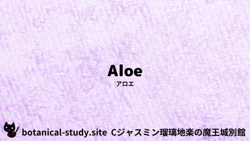 英語版アロエのプチ辞典クイズのアイキャッチ