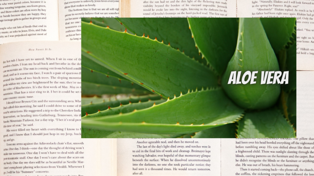 英語版アロエの植物素材辞典のアイキャッチ