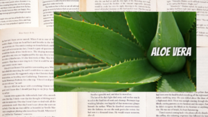 英語版アロエの植物素材辞典のアイキャッチ