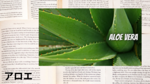 アロエの植物素材辞典のアイキャッチ