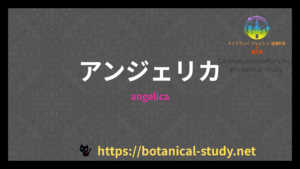 アンゼリカの香りの性質辞典のアイキャッチ