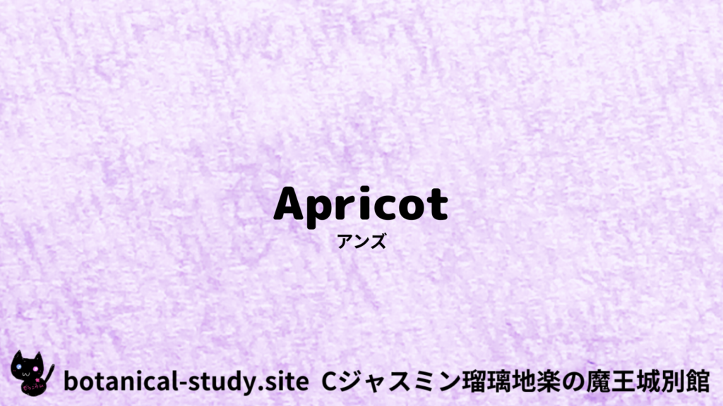 英語版アンズのプチ辞典クイズのアイキャッチ