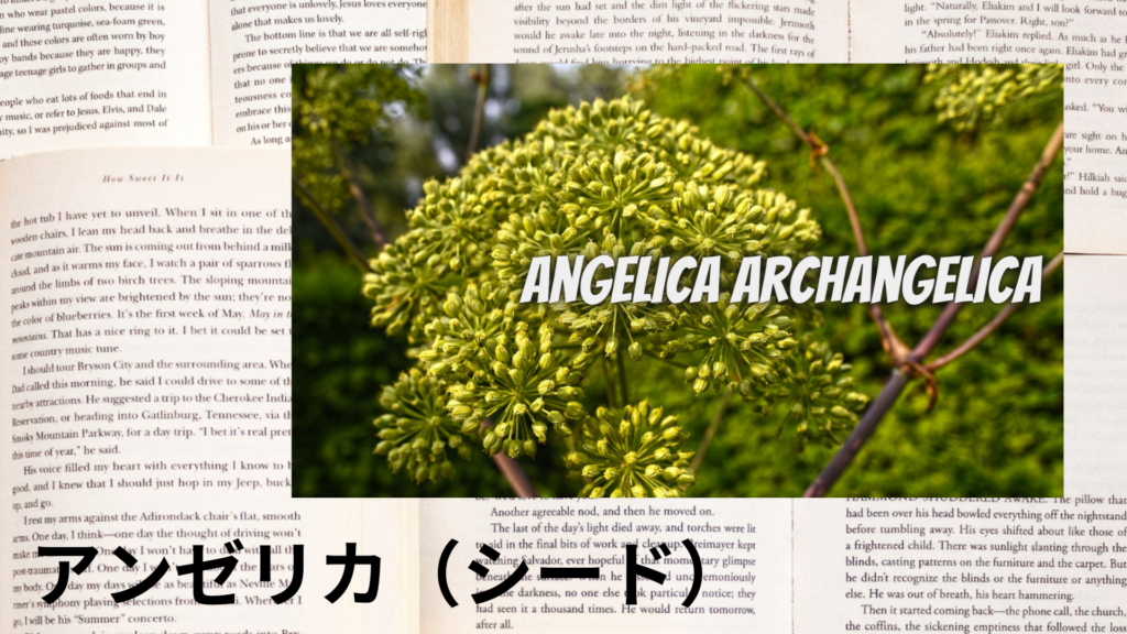 アンゼリカシードの植物素材辞典のアイキャッチ