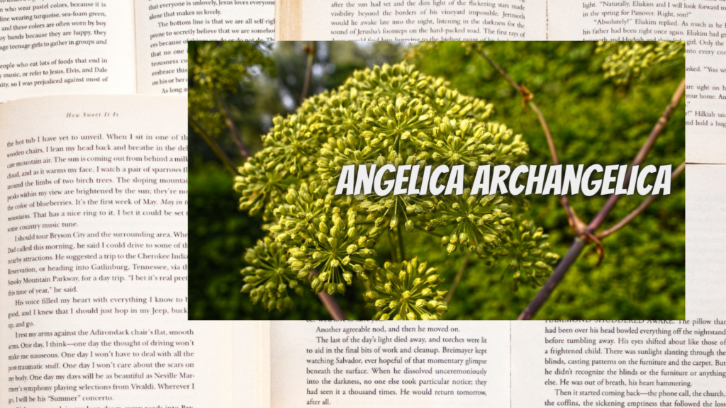 英語版アンゼリカシードの植物素材辞典のアイキャッチ