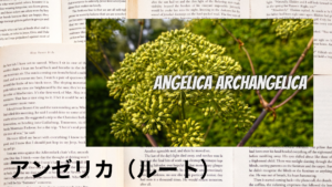アンゼリカルートの植物素材辞典のアイキャッチ