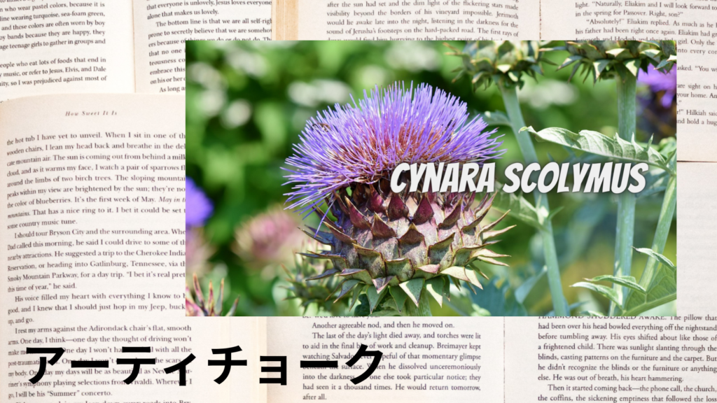 アーティチョークの植物素材辞典のアイキャッチ