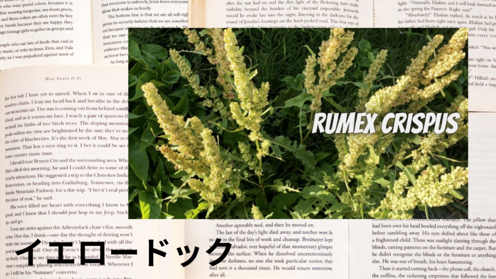 英語版イエロードックの植物素材辞典のアイキャッチ