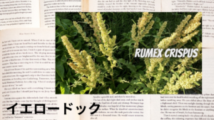 英語版イエロードックの植物素材辞典のアイキャッチ