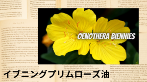 イブニングプリムローズの植物素材辞典のアイキャッチ