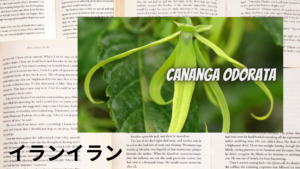 イランイランの植物素材辞典のアイキャッチ