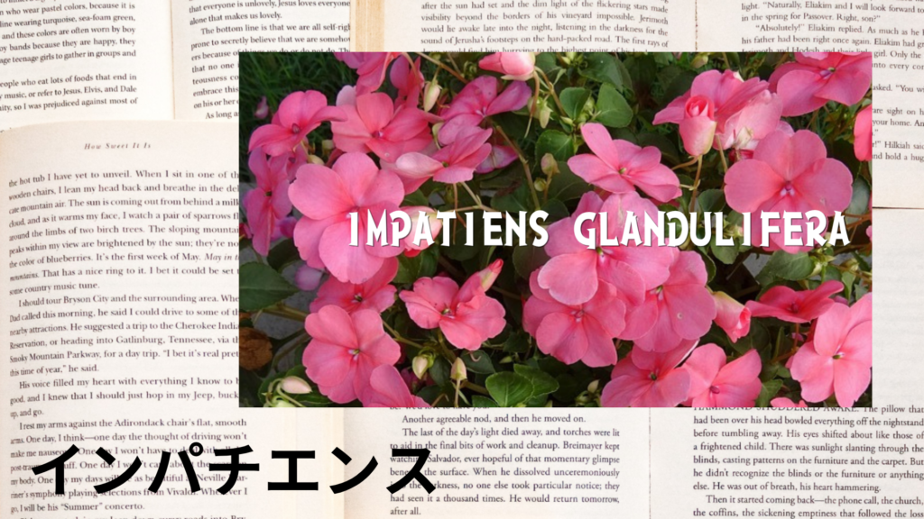 インパチエンスの植物素材辞典のアイキャッチ