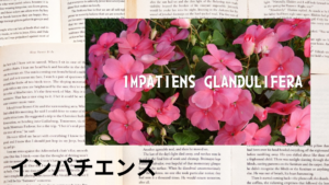 インパチエンスの植物素材辞典のアイキャッチ