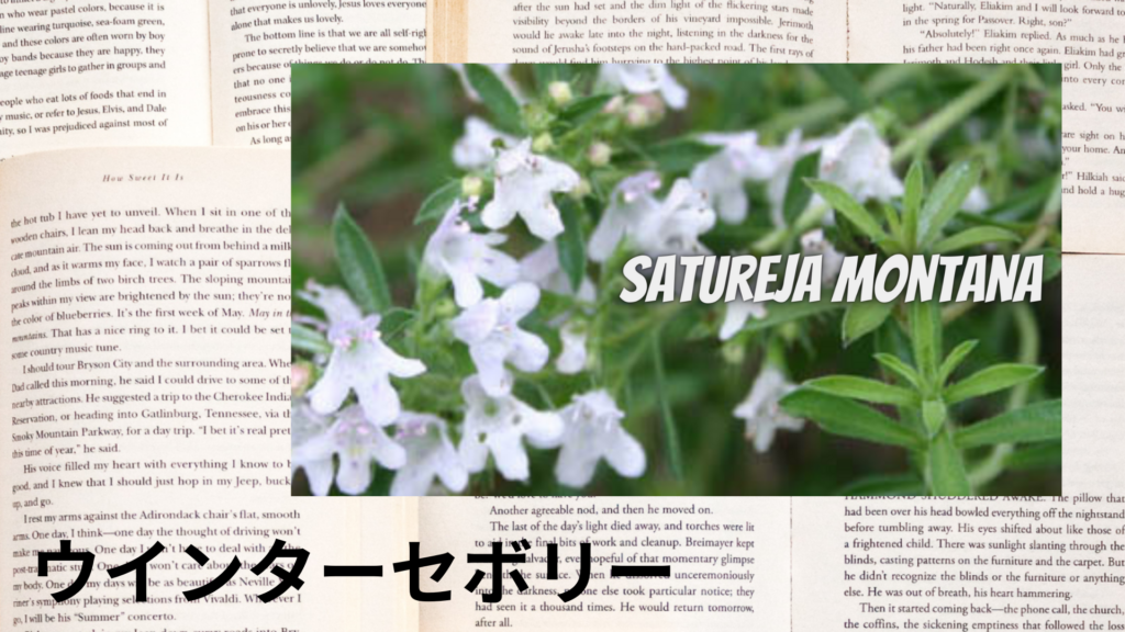 ウインターセボリーの植物素材辞典のアイキャッチ