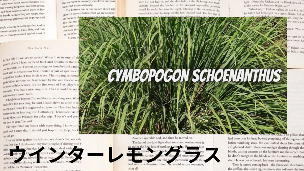 ウインターレモングラスの植物素材辞典のアイキャッチ