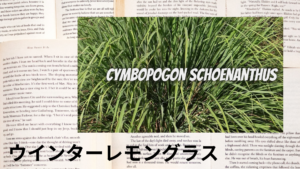 ウインターレモングラスの植物素材辞典のアイキャッチ